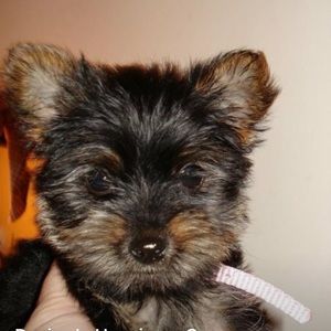 Meet your Posher, Denise